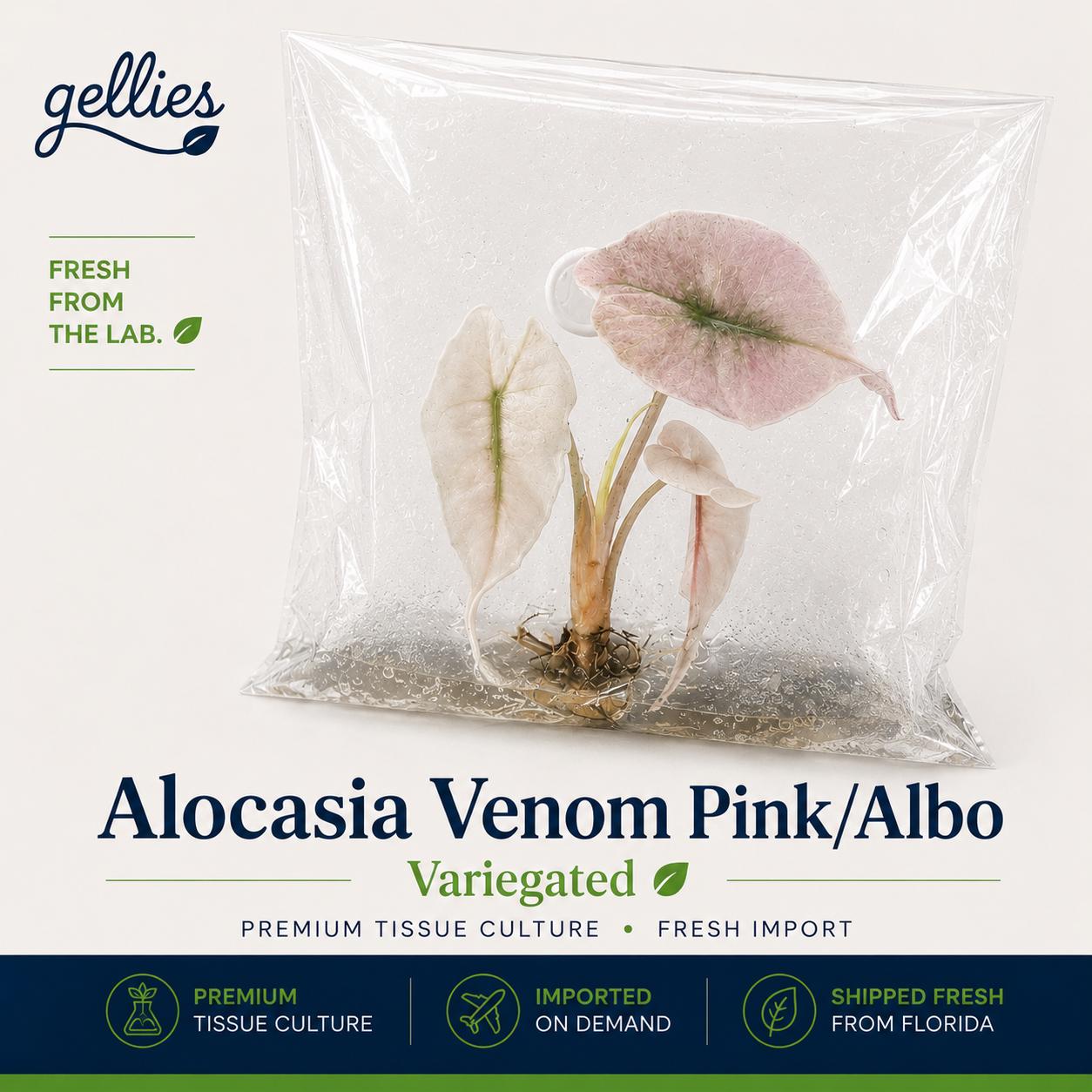 Alocasia pink venom - Etsy 日本