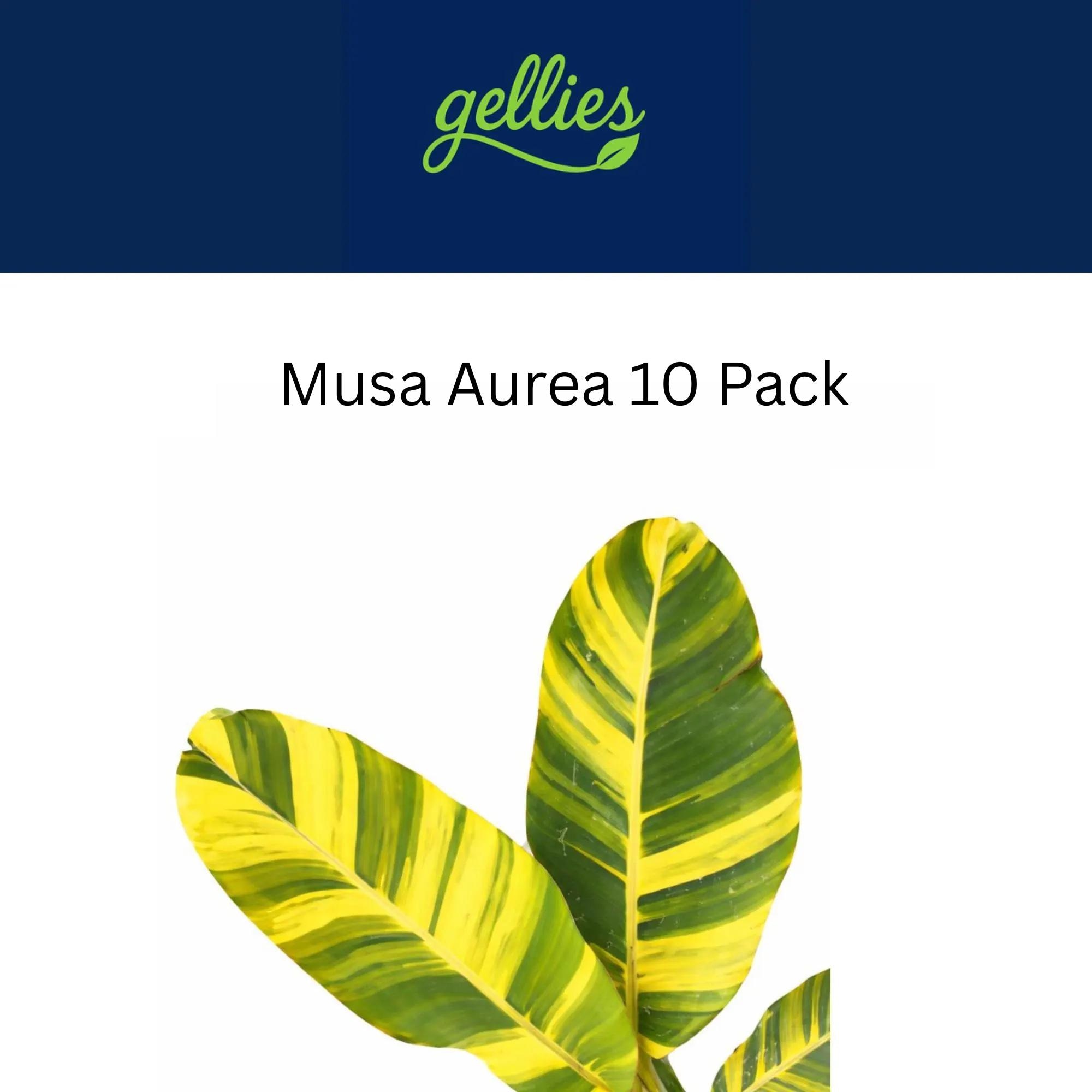Musa Aurea Variegated Banana– Tissue Culture 10 Pack - Multiplant