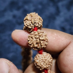 Puede incluir: Primer plano de un collar de cuentas Rudraksha. Las cuentas son de color marrón claro con una superficie texturizada, ensartadas con un hilo rojo. El fondo es azul oscuro.