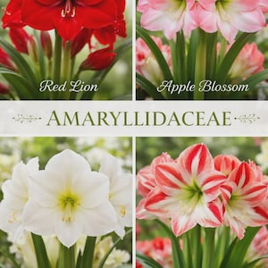 May include: A collage of four Amaryllidaceae flowers with green stems and leaves. The top left shows red Red Lion flowers, top right shows pink Apple Blossom, bottom left shows white White Christmas, and bottom right shows striped Minerva.