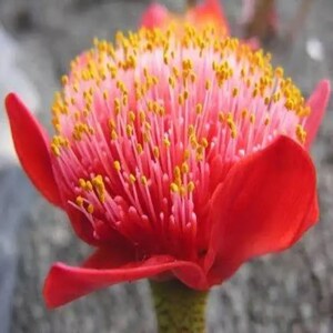 May include: Close-up of a vibrant red flower with a central cluster of pink and yellow stamens. The flower has large, curved red petals and a green stem, showcasing a striking contrast of colors and textures.