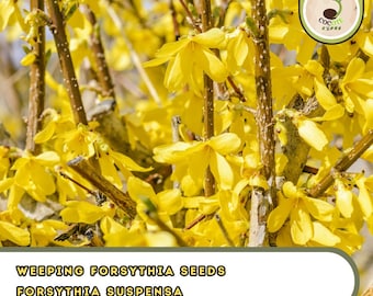 Weeping Forsythia Seeds – Forsythia Suspensa – Cascading Flowering Shrub