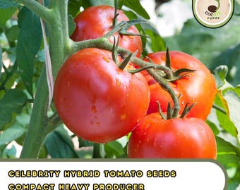 Celebrity Hybrid Tomato Seeds – Bulk 300 Pack, Compact Heavy Producer, Garden Favorite