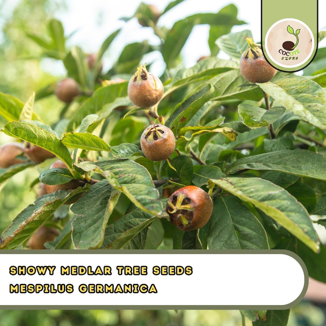 Mespilus Tree Mespilus Germanica – Medlar Tree Seeds, Hardy Ornamental Tree With Fall ...