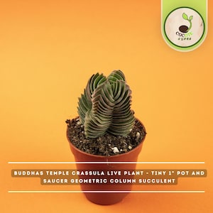 May include: A Buddhas Temple Crassula live plant in a tiny 1 inch pot and saucer. The succulent features stacked, geometric, dark green column leaves with reddish edges, planted in dark soil. The text reads Buddhas Temple Crassula Live Plant.