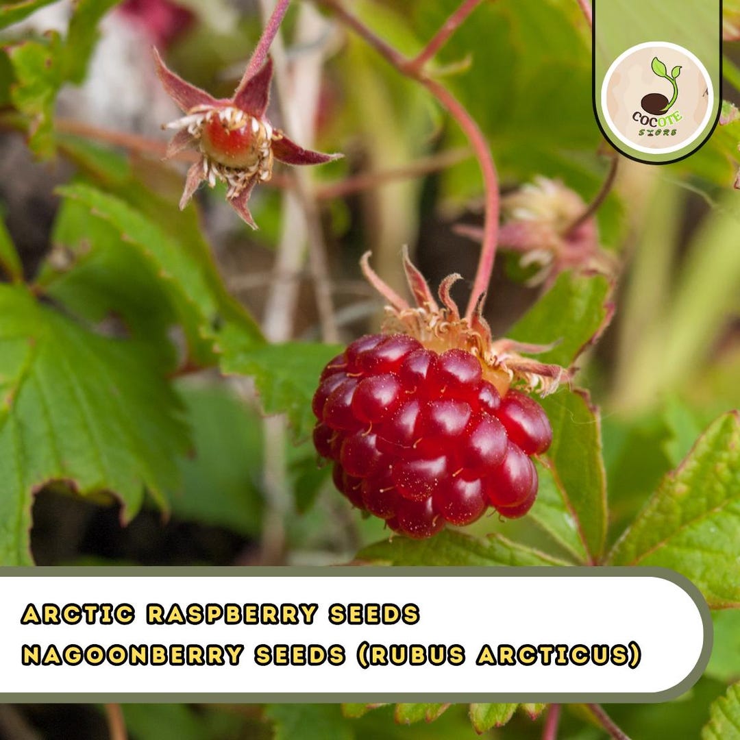 Arctic Raspberry Pictures Arctic Raspberry Seeds – Nagoonberry (rubus Arcticus) Cold-hardy Red ...