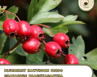 Blueberry Hawthorn Seeds – Crataegus brachyacantha – Ornamental Shrub/Tree