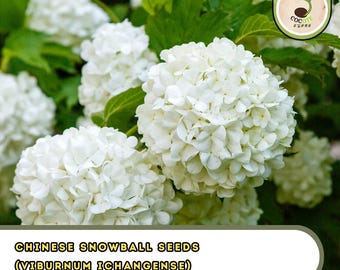 Chinese Snowball Seeds (Viburnum ichangense) | Fast-Growing Ornamental Shrub