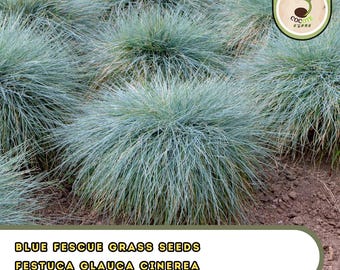 Blue Fescue Grass Seeds | Festuca Glauca Cinerea | Silvery Blue Ornamental