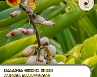 Malacca Ginger Seeds – Alpinia malaccensis | Rare Tropical Seed Variety