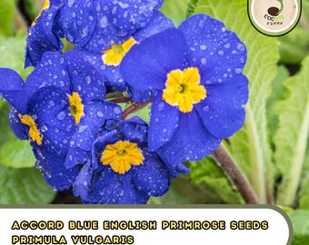 Accord Blue English Primrose Seeds – Primula Vulgaris, Shade Loving Flowering Houseplant