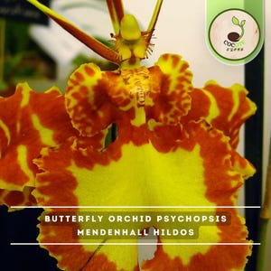May include: A Psychopsis Mendenhall Hildos butterfly orchid flower featuring vibrant yellow petals with bold, irregular orange-red markings and ruffled edges. The central column is yellow with fine details. Text reads: BUTTERFLY ORCHID PSYCHOPSIS MENDENHALL HILDOS.