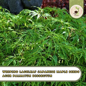 May include: Close-up of a weeping laceleaf Japanese maple tree with vibrant green, delicate leaves. The image includes the text "Weeping Laceleaf Japanese Maple Seeds Acer Palmatum Dissectum". The tree's foliage is dense and lush.