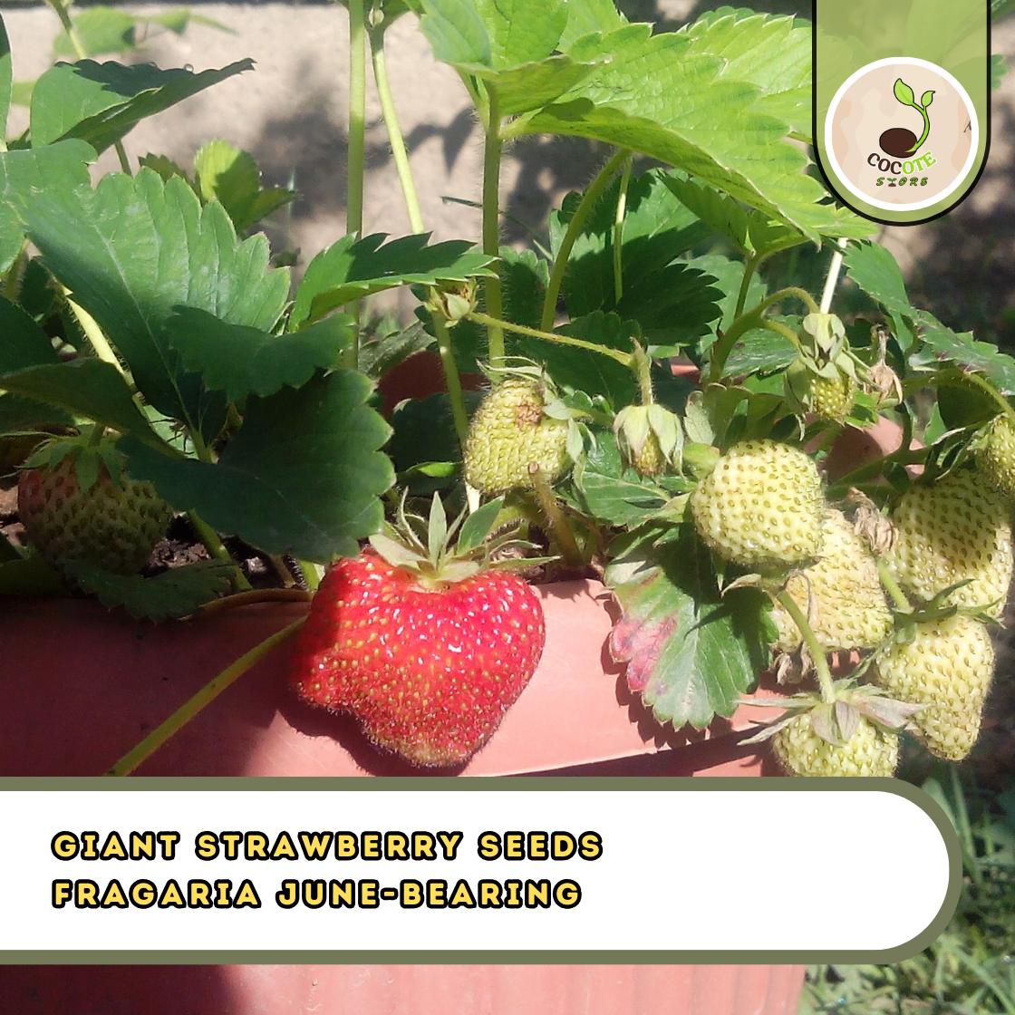 strawberry seeds home depot Strawberry Oorganic strawberry seeds strawberry seeds for planting indoors  Instructions included main image 1