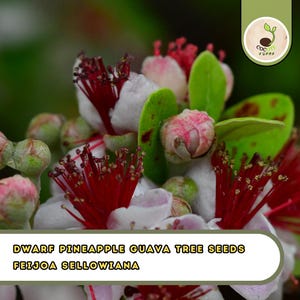 May include: Close-up of Dwarf Pineapple Guava tree seeds, Feijoa Sellowiana. The image showcases white petals, red stamens, and green leaves. Some buds are pink. The text "Dwarf Pineapple Guava Tree Seeds Feijoa Sellowiana" is displayed.