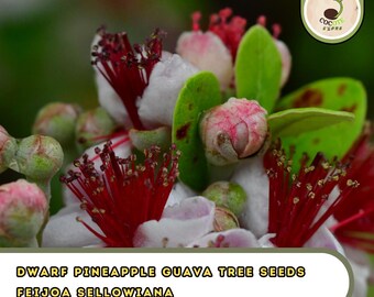 Dwarf Pineapple Guava Tree Seeds – Feijoa Sellowiana, Ornamental Fruiting Shrub