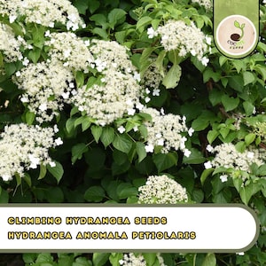 May include: Image of climbing hydrangea seeds, Hydrangea anomala petiolaris. The image shows a lush green plant with clusters of white flowers. The text "CLIMBING HYDRANGEA SEEDS" and "HYDRANGEA ANOMALA PETIOLARIS" is displayed at the bottom.
