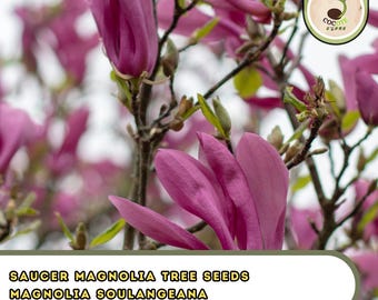 Saucer Magnolia Tree Seeds – Magnolia Soulangeana, Pink & White Flowering Ornamental