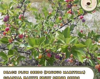 Beach Plum Seeds (Prunus Maritima) – Coastal Native Fruit Shrub Seeds