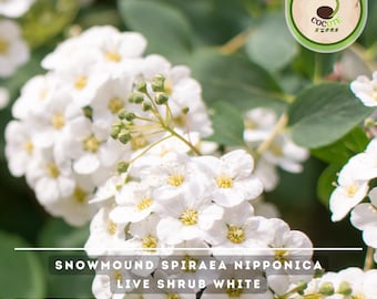 Snowmound Spirea Nipponica Live Shrub White Flowering Bush