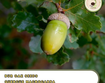 Bur Oak Seeds – Quercus macrocarpa | 15 Seeds | Bonsai & Landscape Tree