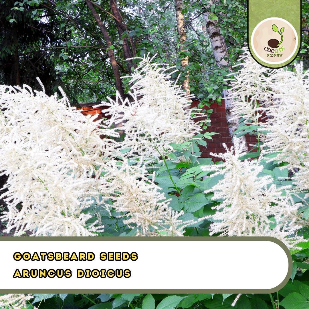 Goatsbeard Roots Goatsbeard Seeds – Aruncus Dioicus, Tall Perennial With Showy Plumes - Etsy