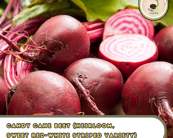 Candy Cane Beet (Heirloom, Sweet Red-White Striped Variety)