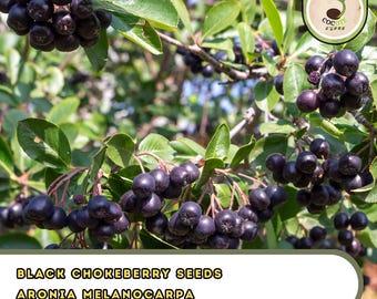 Black Chokeberry Seeds | Aronia Melanocarpa | White-Flowering Hardy Shrub
