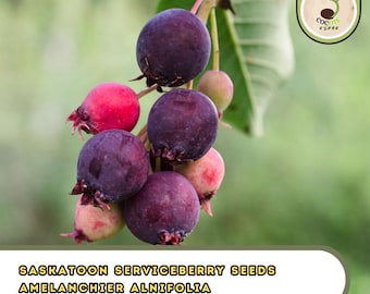 Saskatoon Serviceberry Seeds – Amelanchier Alnifolia, Juneberry Purple Fruit