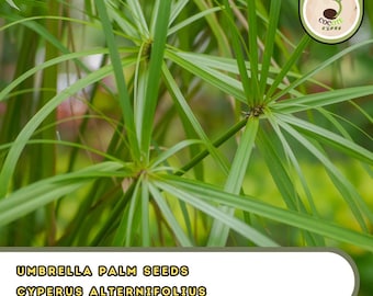Umbrella Palm Seeds | Cyperus Alternifolius | Ornamental Water Garden