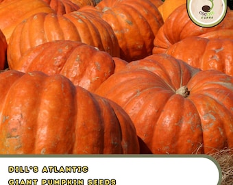 Dill's Atlantic Giant Pumpkin Seeds – Heirloom Variety (35 Count)