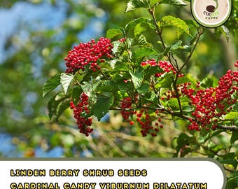 Linden Berry Shrub Seeds | Cardinal Candy Viburnum Dilatatum | Ornamental Seeds