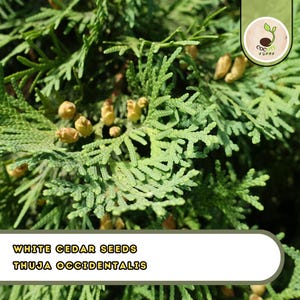flieder als topfpflanze Flieder - Syringa vulgaris Andenken an Ludwig Späth