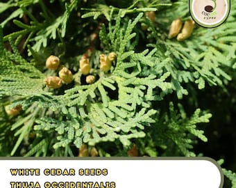 thuja sonne gelber Lebensbaum Thuja occidentalis