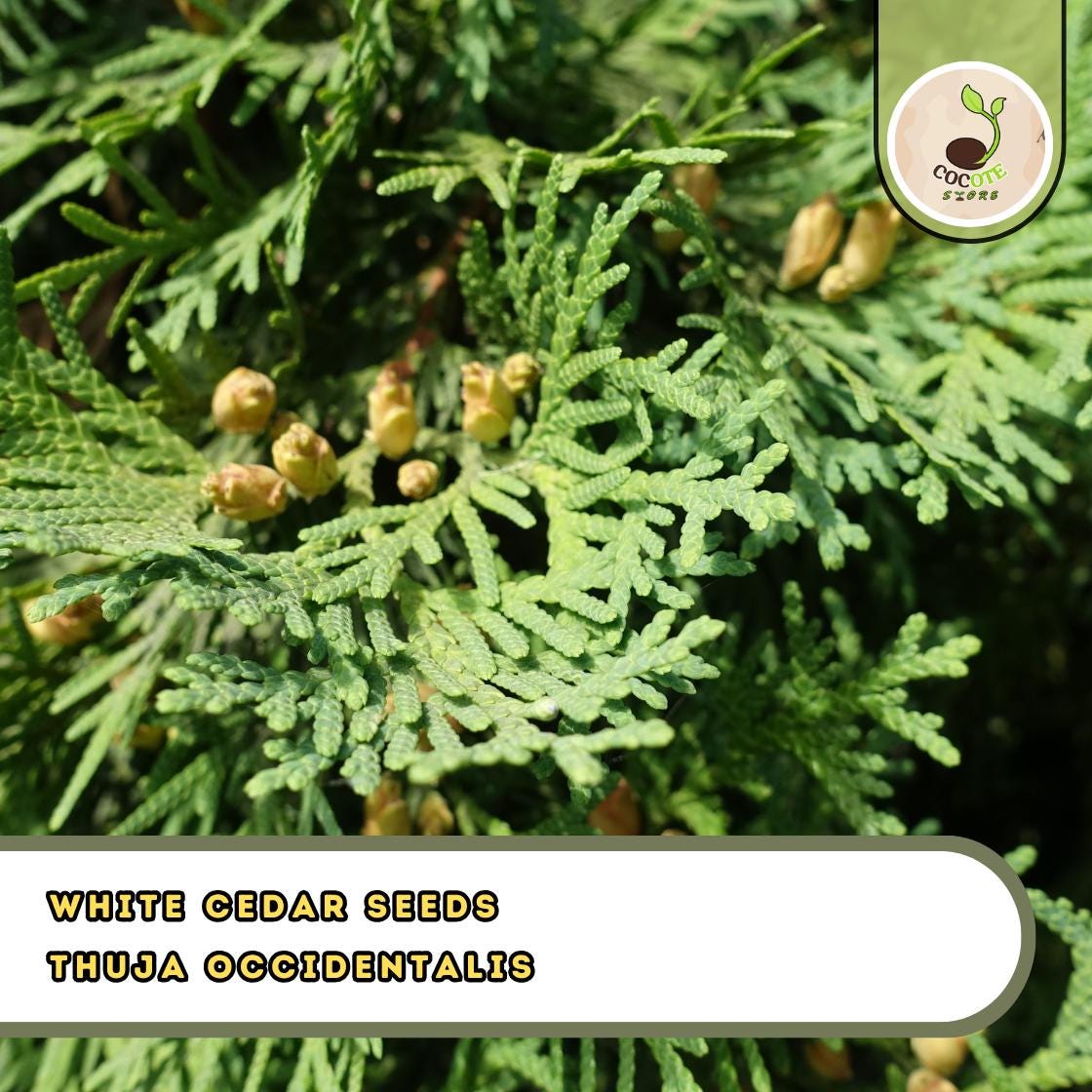 zimmerpflanze groe bltter wei grn Ficus Lyrata Geigen-Feige Zimmerpflanze 21cm 80cm kaufen
