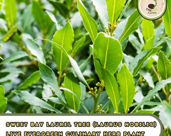 Sweet Bay Laurel Tree (Laurus nobilis) – Live Evergreen Culinary Herb Plant (7 Seeds)