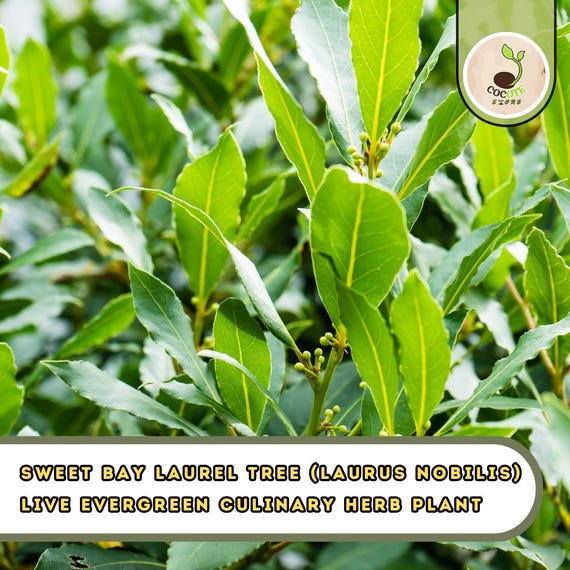Sweet Bay Laurel Tree (Laurus nobilis) – Live Evergreen Culinary Herb Plant (7 Seeds)