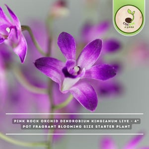 Pink Rock Orchid Dendrobium Kingianum Live - 4" Pot Fragrant Blooming Size Starter Plant