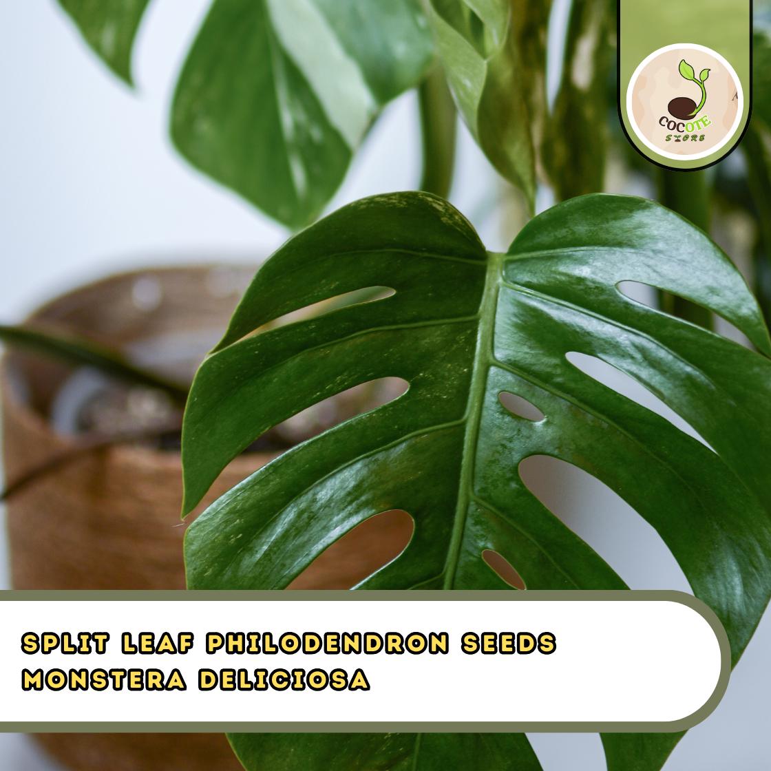Split Leaf Philodendron Seeds  Monstera Deliciosa, Swiss Cheese Vine  Houseplant