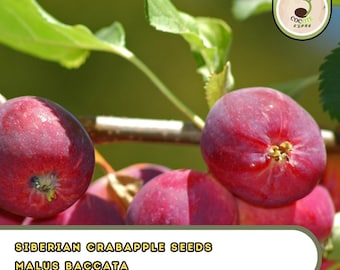 Siberian Crabapple Seeds | Malus Baccata | Edible Fruit | Bonsai-Friendly