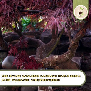 May include: A close-up of a red dwarf Japanese laceleaf maple tree. The tree has a textured, brown trunk and branches with vibrant red leaves. The text at the bottom reads: RED DWARF JAPANESE LACELEAF MAPLE SEEDS ACER PALMATUM ATROPURPUREUM.