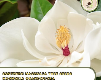 Southern Magnolia Tree Seeds – Magnolia Grandiflora, Native Ornamental with Large White Flowers