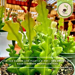 May include: A live zig zag cactus plant in a 2.5 inch pot, featuring multiple green, wavy, fishbone-shaped stems. The plant is labeled as a two-rooted rack fishbone epiphyllum vine, with visible soil and a circular logo in the upper corner.
