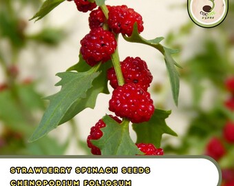 Strawberry Spinach Seeds | Chenopodium Foliosum | Unique Garden Edible Plant