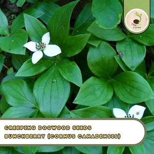 May include: Close-up of creeping dogwood plants with bright green leaves and small white flowers. The image includes the text "CREEPING DOGWOOD SEEDS BUNCHBERRY (CORNUS CANADENSIS)" and a logo in the upper right corner.
