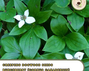 Creeping Dogwood Seeds – Bunchberry (Cornus Canadensis) Showy Woodland Groundcover