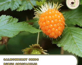 Salmonberry Seeds | Rubus Spectabilis | Fruit-Bearing Shrub