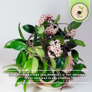 Hoya Swiffers Tail Live Plant 2" Pot - Ric Morier Hybrid Twisted Fuzzy Leaf Wax Plant