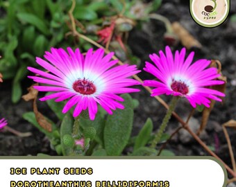 Ice Plant Seeds – Dorotheanthus bellidiformis | 400+ Colorful Succulent Seeds