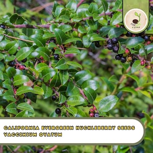 May include: Close-up of California Evergreen Huckleberry plant with green leaves and dark berries. The image includes the text "CALIFORNIA EVERGREEN HUCKLEBERRY SEEDS VACCINIUM OVATUM" in a yellow font.